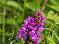 Knabenkraut Orchidee